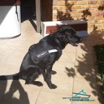*Shadow Over Control with Best Dog Harness for Dogs That Pull