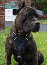 Leather Dog Harness - Best Gear for Daily Use