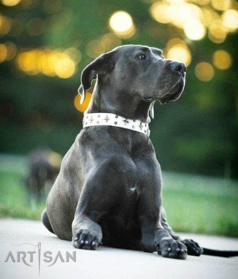 *Sofie is a Real Lady in Handcrafted White Leather Dog Collar