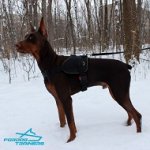 *Ruby Walking in Nylon Doberman Harness for Tracking and Training