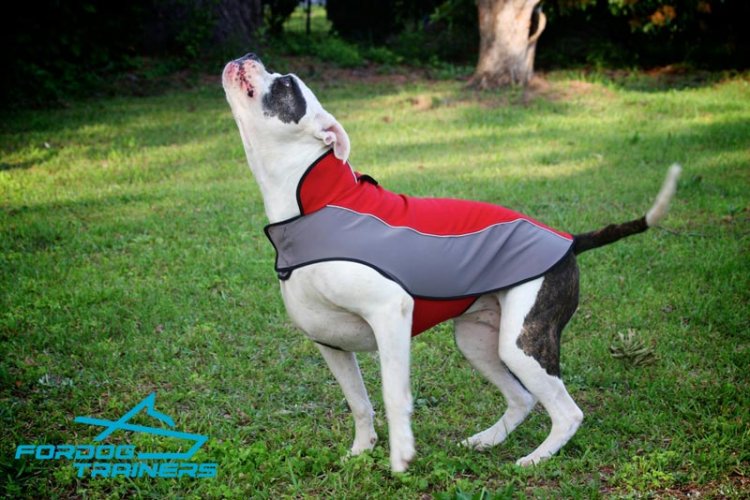 Warm Nylon American Bulldog Coat Harness for Winter Walking