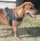 *Jersey Pitbull Looking Gorgeous In All Weather Nylon Harness - H6