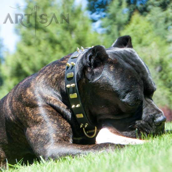 *Roman Cane Corso Looks Even More Magnificent in Artisan Spiked Leather Dog Collar - إضغط الصورة للإغلاق