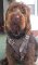 *Winston Labradoodle looking gorgeous in his new Leather Dog Harness H1