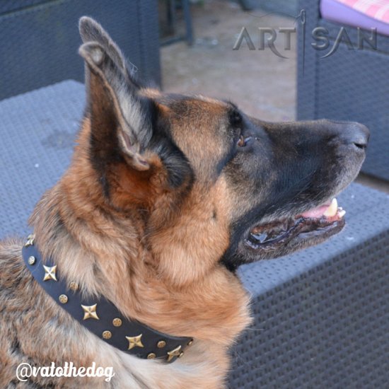 *Vato Looks Super Cool in Handcrafted Black Leather German Shepherd Collar from FDT Artisan