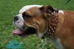 *Junior in Exclusive Spiked Design Leather Dog Collar