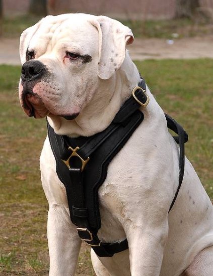 Exclusive Luxury Handcrafted Padded Leather Dog Harness Perfect for your American Bulldog