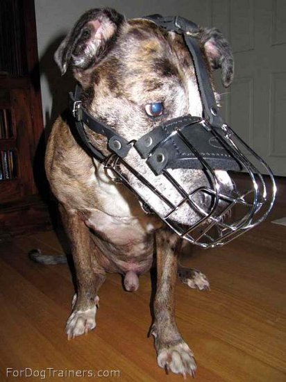 Gorgeous *Charlie wearing our Wire Basket Dog Muzzles - M4light - Click Image to Close