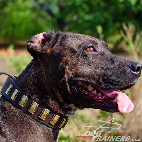Designer Leather Pitbull Collar with Small Brass Plates