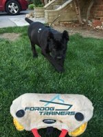 *Treble and Her New Cane Corso Jute Bite Builderfor Puppy and Young Dog Training