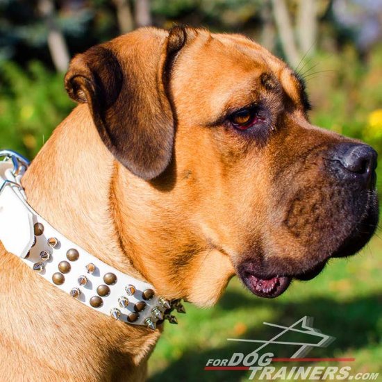 White Leather Cane Corso Collar Beautifully Spiked and Studded