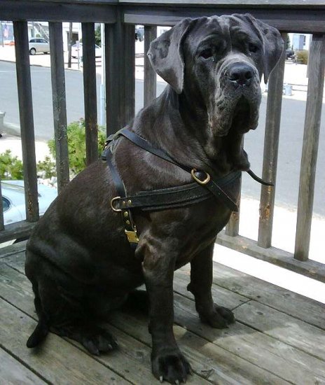 *Neo wearing our exclusive Tracking / Pulling / Agitation Leather Dog Harness For Mastiff H5