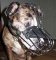 Gorgeous *Charlie wearing our Wire Basket Dog Muzzles - M4light