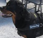 *Ares is elegant in Better control everyday all weather dog harness - H17