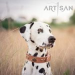 *Lio Dalmatian on a Walk Wearing Artisan Design Tan Leather Dog Collar