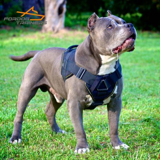 Pitbull in Perfectly Fitting Nylon Harness for Tracking and Training