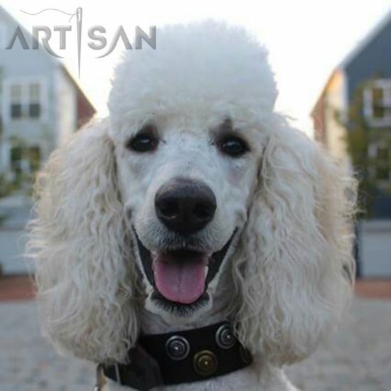 *Ellie Posing in Her New FDT Artisan Letaher Poodle Collar
