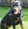 Rottweiler *Savage looking good in better control everyday all weather dog harness - H17