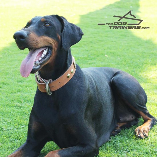 Noble *Raven Posing in Her New Cool Design Tan Leather Dog Collar for Doberman