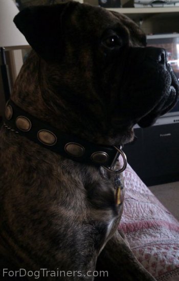 *Lou is awesome in Retro Rulz - Gorgeous Vintage Dog Leather Collar - C103_1
