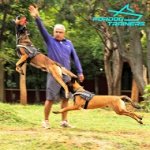 Jute Belgian Malinois Bite Training Tug