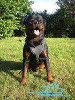 Heavy Duty Dog Harness for Attack/Protection Training