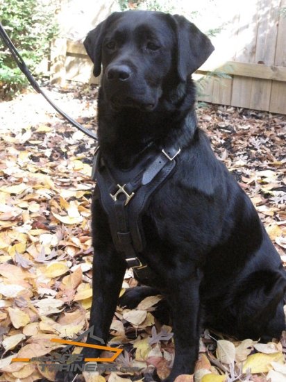 *Harley Looks Superb in Padded Leather Harness for Labrador