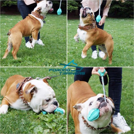 *Junior Playing with Melon Shape English Bulldog Dog Dental Toy (4 inches) - Large