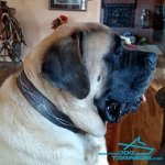 *Yogi Bear Wears Unusual Leather Mastiff Collar with Barbed Wire Painting