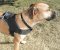 *Copper Pitbull Wearing Extra Strong Nylon Harness - H6