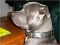 Handsome *Raider showing off Impressive Design Leather Pitbull Collar