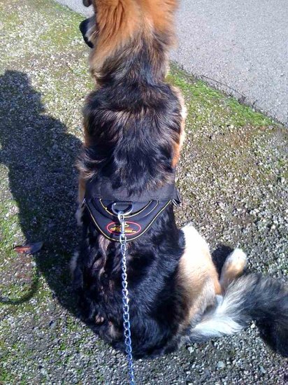 *Dilbar wearing Nylon Dog Harness with Handle for German Shepherd