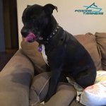 *Bella Enjoys Wearing Her High-quality Studded Leather Dog Collar