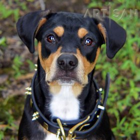 *Klyde Looking So Cool in FDT Artisan Spiked Leather Dog Collar