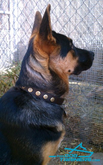 Allie Shows off Handcrafted Leather Dog Collar for German Shepherd Breed