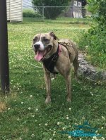 *Zara Looks Amazing in Attack Training Leather Dog Harness for Pitbulls