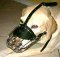 *Duke Labrador looks amazing in our Basket Wire Dog Muzzle Light - M4light