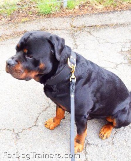 *Gismo is fancy in 2 ply leather agitation dog collar-C33NH