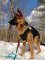 German Shepherd *Axel Wearing Multifunctional Nylon Dog Harness