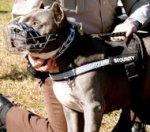 Reflective Nylon Dog Harness- Best Harness for Pitbull Training