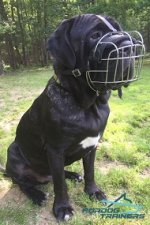 *Fang in His Wire Cage Bermastiff Muzzle with Soft Felt Padding