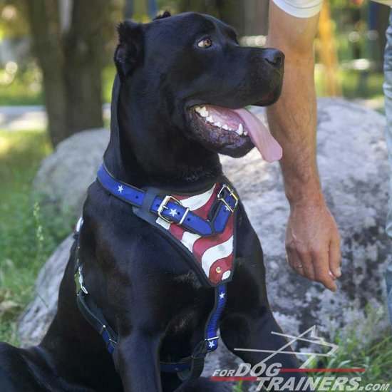 Handpainted Adjustable Leather Cane Corso Harness for Attack Training and Walking