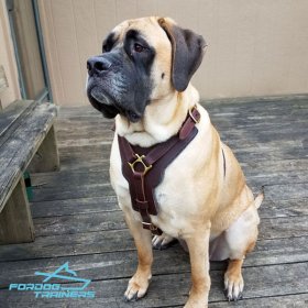 *Mastiff in Padded Leather Dog Harness for Walking and Training