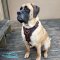 *Mastiff in Padded Leather Dog Harness for Walking and Training