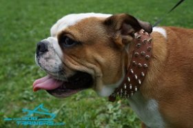 *Junior in Exclusive Spiked Design Leather Dog Collar