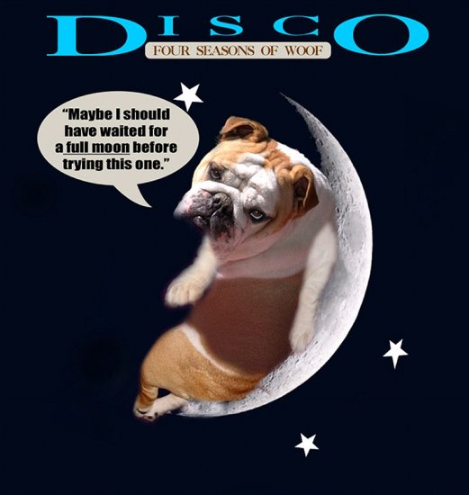 *Disco wearing our exclusive Tracking / Pulling / Agitation Leather Dog Harness For English Bulldog H5