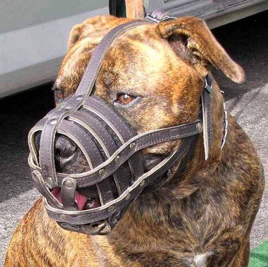 Adjustable Leather Cage Muzzle for Boerboel and Other Large Breed