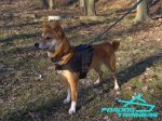 *Kaede Grey Likes Her Nylon Dog Harness for Shiba Inu Daily Activity