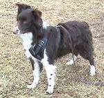 *Joey wearing our exclusive Agitation / Protection / Attack Leather Dog Harness Perfect For Your Australian Shepherd H1