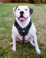 *Athena American Bulldog Wears Her Studded Leather Harness with Proud and Grace